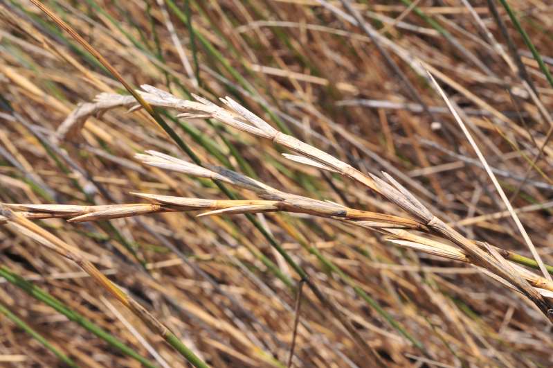 Ammophila arenaria? no, Elymus farctus